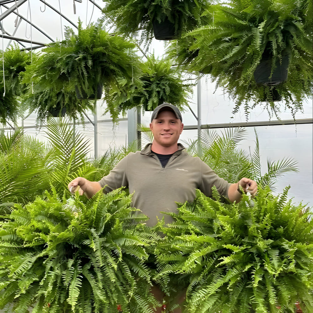 Lush Greenery | Artificial Boston Fern Plant with UV-Resistant Leaves | Faux Indoor & Outdoor Decor for Year-Round Vibrancy 6